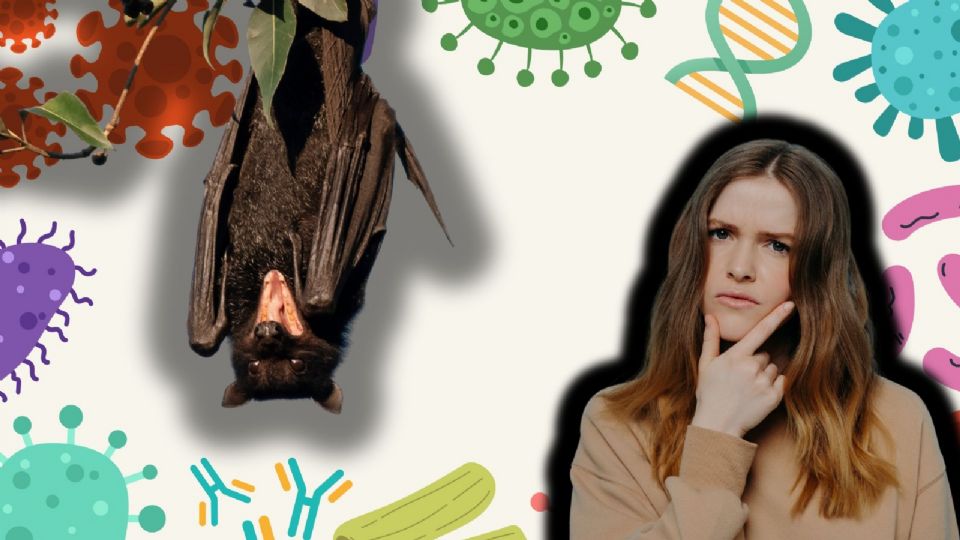 Kyssavirus australiano, virus mortal transmitido por murciélagos.