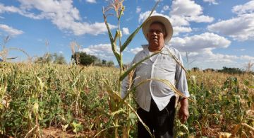 Van más de 8 mil solicitudes para pago de incentivos al maíz blanco: SADER