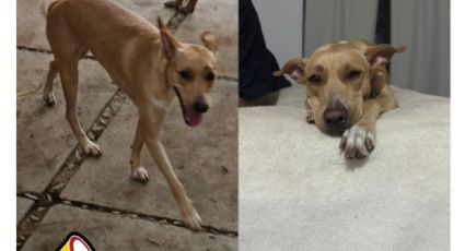 Buscando a Milanesa, una perrita rescatada de la basura, que se extravió tras un accidente vial