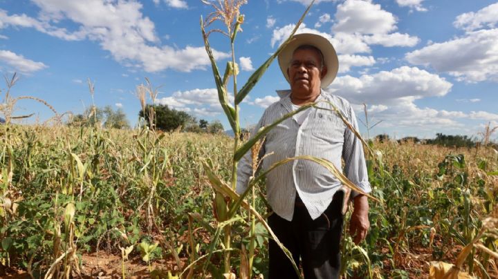 Van más de 8 mil solicitudes para pago de incentivos al maíz blanco: SADER