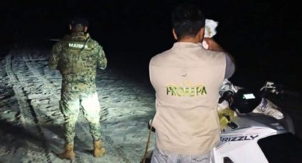 Marina y Profepa aseguran 5 mil 400 huevos de tortuga golfina en Oaxaca