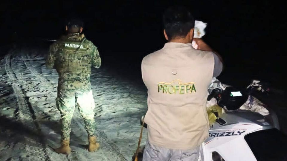 La tortuga golfina es de las especies más pequeñas y representativa de la región, misma que se encuentra en peligro de extinción.