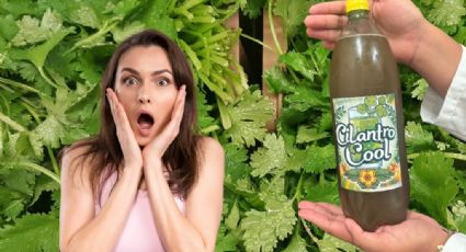¿Refresco con cilantro? Así es la nueva bebida creada por jóvenes mexicanos