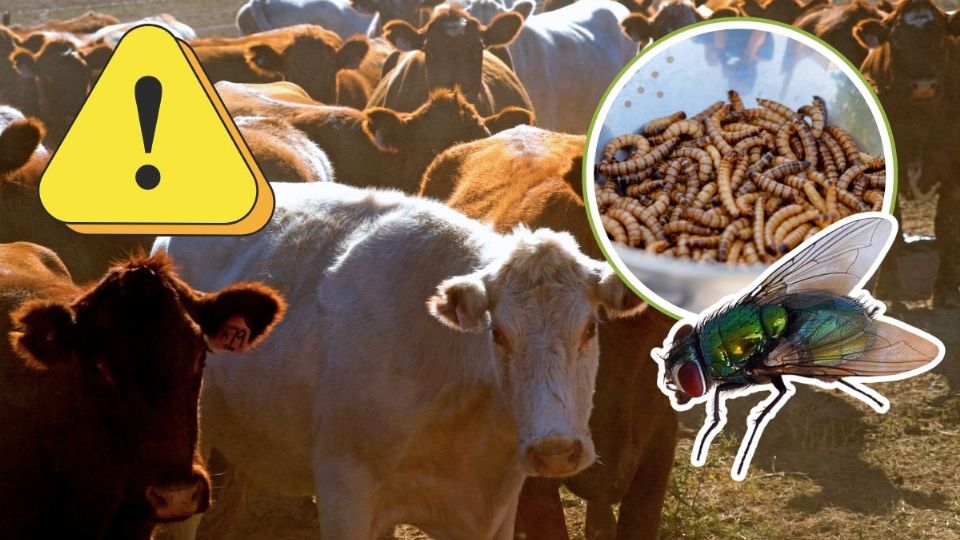 Así puedes identificar a la mosca del gusano barrenador que amenaza el ganado en Yucatán