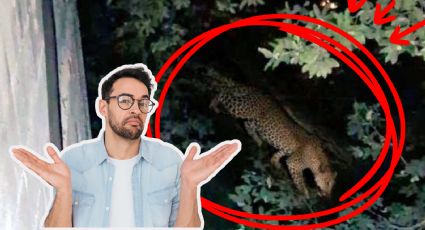 Reportan posible avistamiento de jaguar en Olinalá de San Pedro, Glen Villarreal lo desmiente