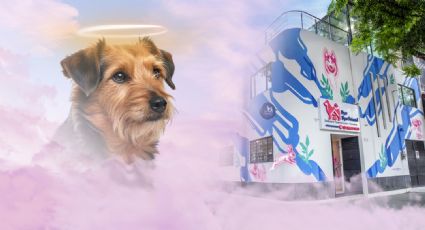 Bye Bye Friend, el primer santuario funerario para mascotas