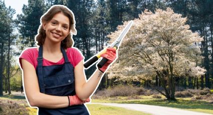 ¿Buscas sombra y flores en poco tiempo? Este árbol es tu mejor opción