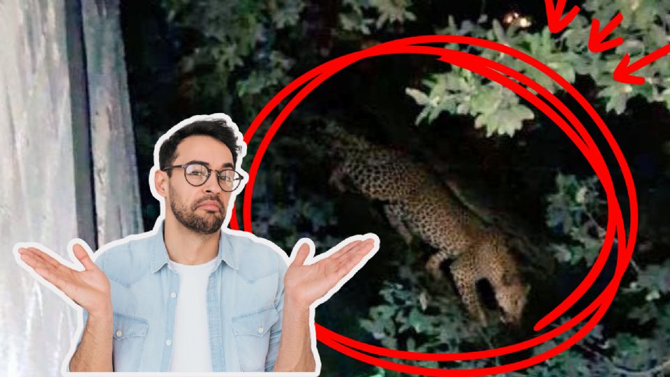 Aunque el juaguar no fue localizado, autoridades realizarán un recorrido de inspección para confirmar su presencia.