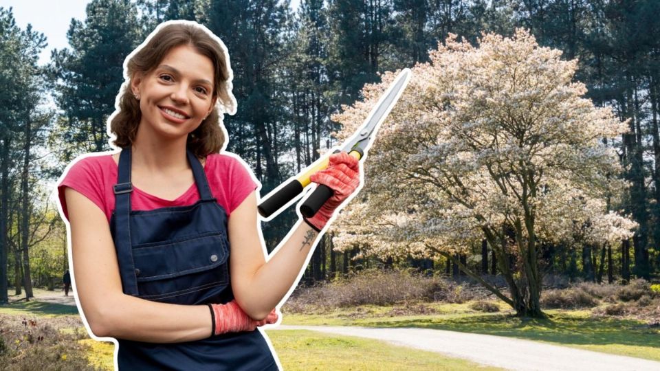 Conoce el árbol poco conocido que es fácil de cuidar, florece en corto tiempo y crece de manera acelerada