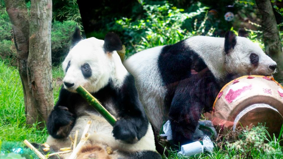 El fin de una era: Xin Xin, la última panda mexicana, vive su etapa final rodeada de amor, visitantes y el respeto de todo un país.