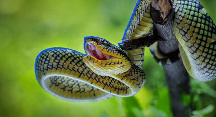 Estas son las serpientes venenosas más comunes en Yucatán