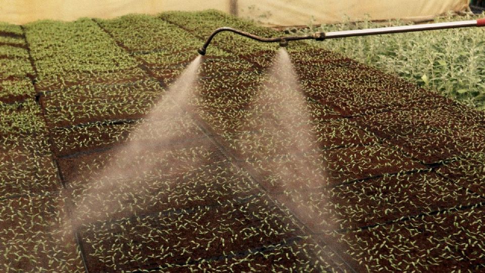 Sistema de riego para alimentos.