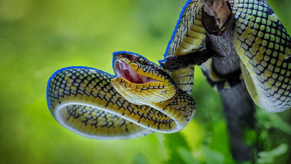 Aprende a identificar las especies de serpientes peligrosas y qué hacer en emergencias.