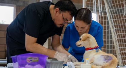 Juárez realiza Mega Brigada de Esterilización para promover el bienestar animal