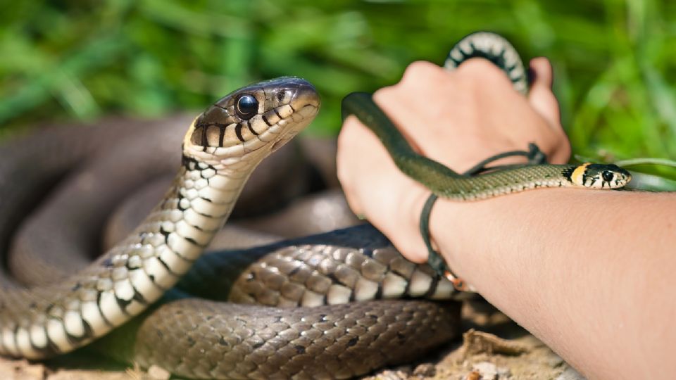 ¿Sabías que en Yucatán hay serpientes inofensivas que ayudan al ecosistema?