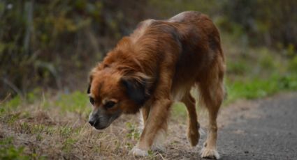Proponen castigar con cárcel el abandono de mascotas en Nuevo León