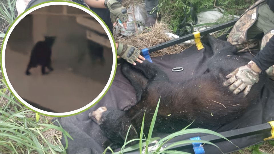 El osezno fue visto el fin de semana pasado en la plaza comercial.