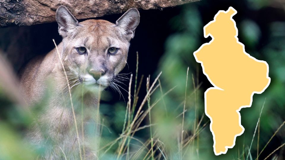 Residentes de colonias en Nuevo León han reportado con asombro la aparición de osos y felinos.