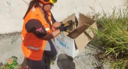 Rescatan a siete patos atrapados en alcantarilla del Centro de Monterrey