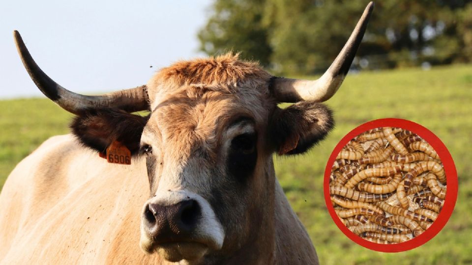 El 21 de julio de 2025, un familiar reportó el fallecimiento de la mujer.