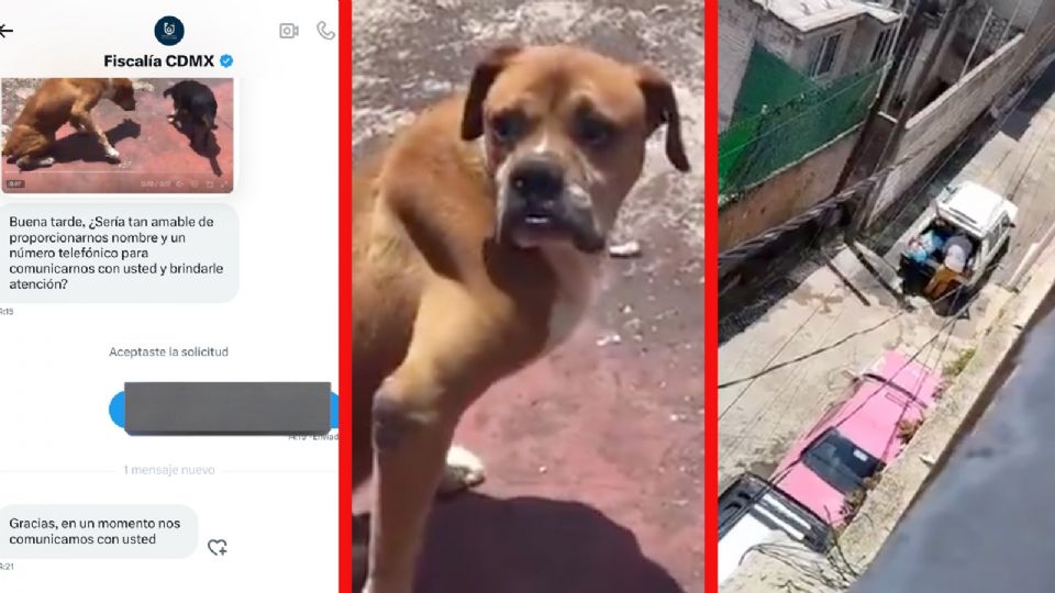 La denuncia sobre el maltrato de un perrito en CDMX generó indignación en redes sociales.