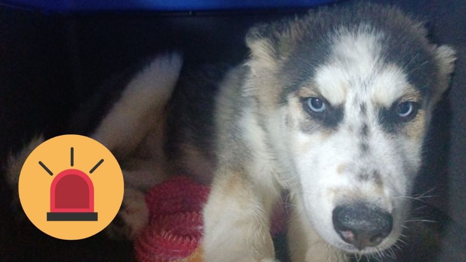 Rescatan Husky de 3 meses tras estar en condiciones precarias; está enferma del corazón