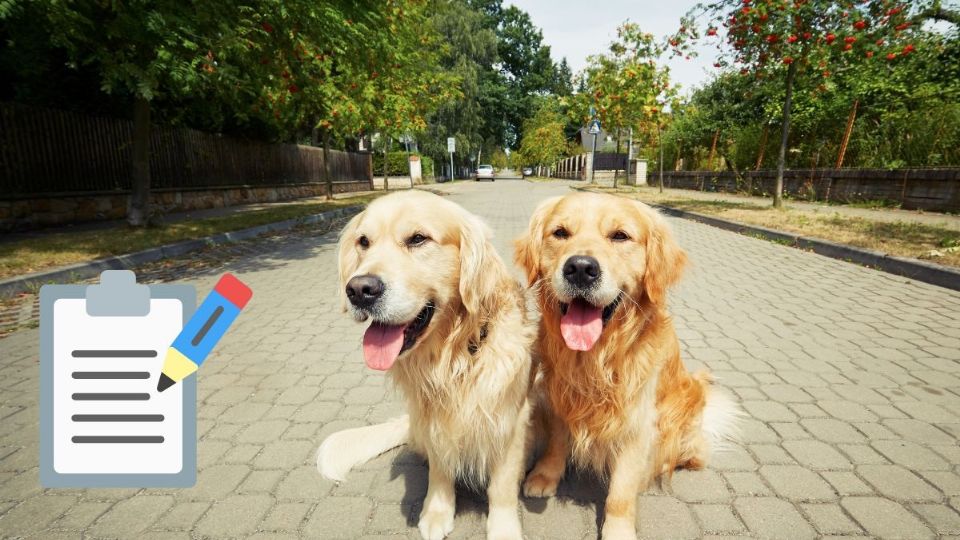 ¿Las autoridades de la CDMX te pueden pedir el registro de tu mascota?