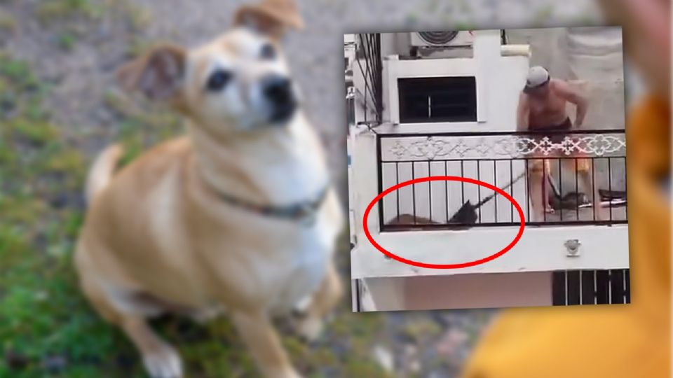 ¡Indignante! Hombre ataca a su perro con una pala en Mazatlán; redes claman justicia