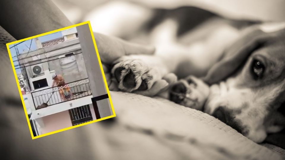 VIDEO | Perrito Osito será operado por golpiza con una pala en Mazatlán; ¿qué le pasó?