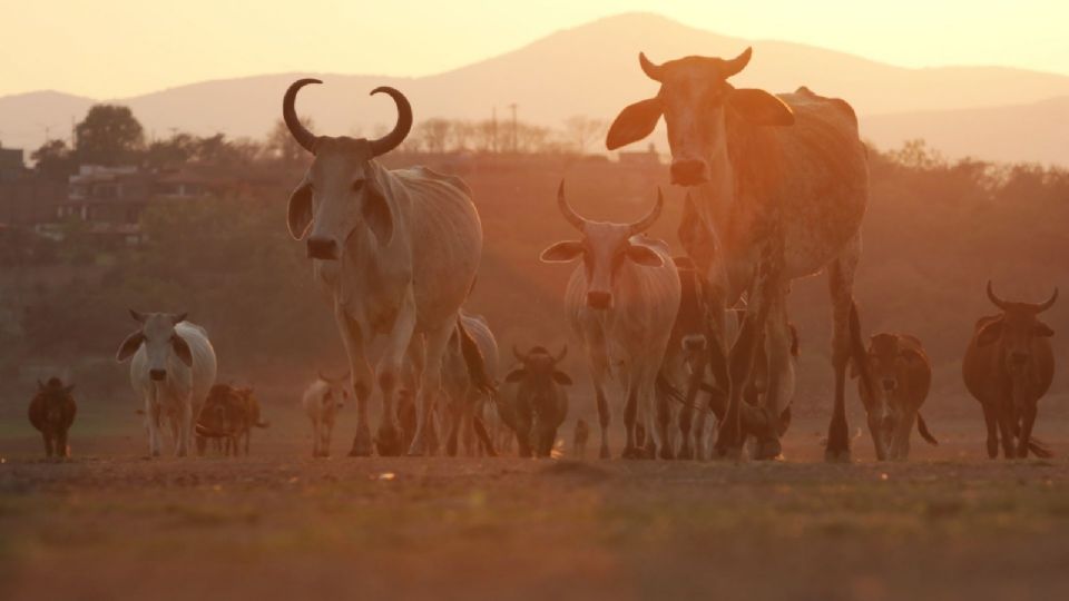 La legisladora priista planteó reactivar la producción de moscas estériles.