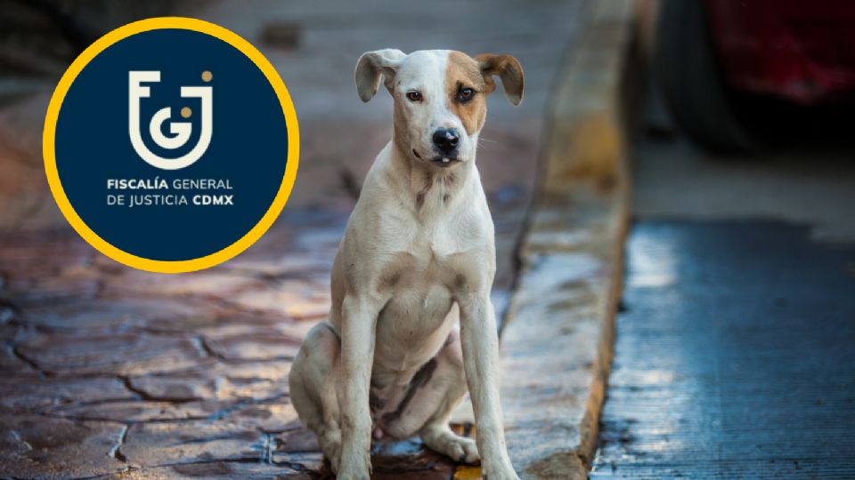 Trabajará en la desarticulación de espacios clandestinos donde se practique el sacrificio ilegal de animales.