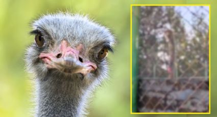 VIDEO | Graban a avestruz del Bosque de Tláhuac con una enorme herida en el cuello