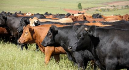 Gusano barrenador obliga a EU a suspender comercio de ganado con México