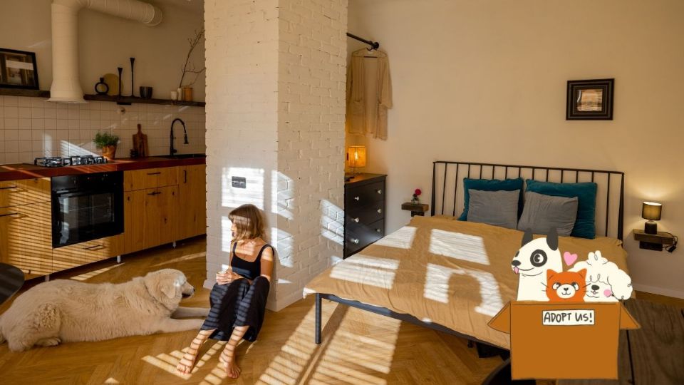 ¿Qué son los monoambientes para perros?, la tendencia que causa polémica