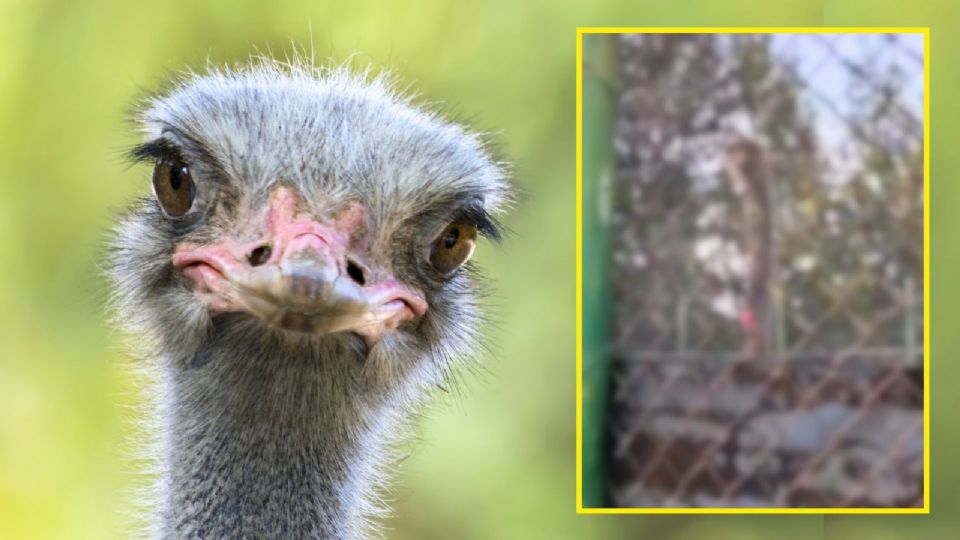 El avestruz forma parte de los ejemplares alojados en la pequeña granja del Bosque de Tláhuac.