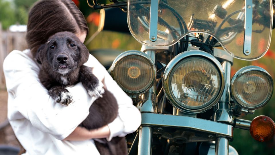 Extorsión con perros.