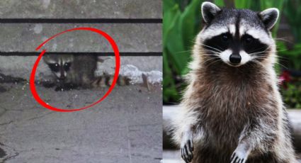 Rescatan a mapache escondido debajo de una escalera en Valle Oriente