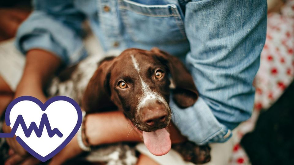 Estas son las ventajas de tener una mascota para los adultos mayores