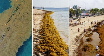 Sargazo en México: beneficios, usos y potencial para el desarrollo económico