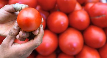Productores mexicanos fijan precio mínimo del jitomate para frenar aranceles en EU