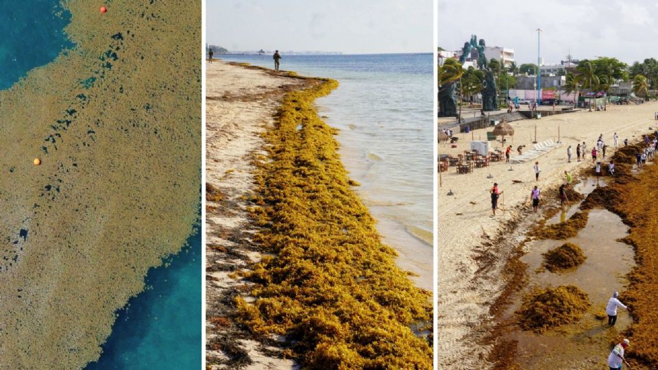El especialista subrayó que esta medida busca evitar su sobreexplotación del sargazo.