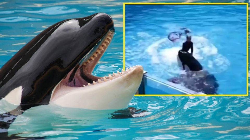 El supuesto ataque de una ballena a su entrenadora ha dado mucho de qué hablar