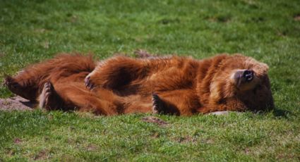 Muere oso atropellado en Autopista Monterrey-Nuevo Laredo