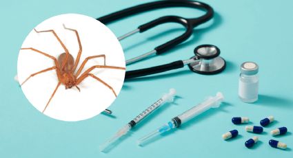 Emergencia por araña violinista: Conoce los síntomas y la red de hospitales en la CDMX