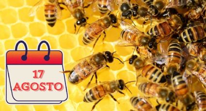 Día Nacional de las Abejas: la sorprendente razón por la que estas polinizadoras tienen su propio día