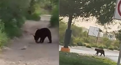 Instalarán señalizaciones para evitar atropellos de animales silvestres en Nuevo León
