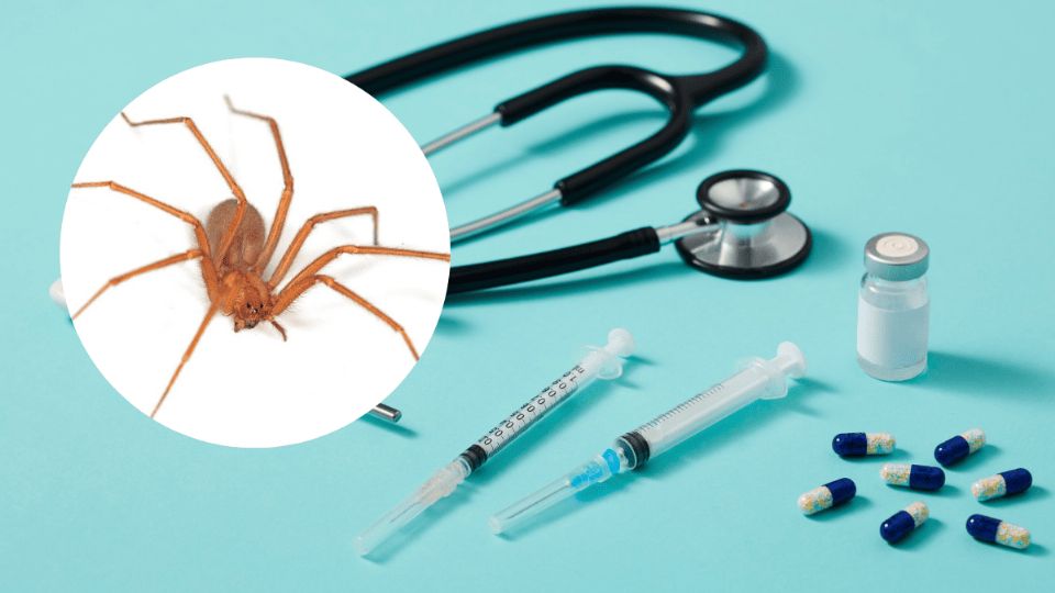 Síntomas de la araña violinista