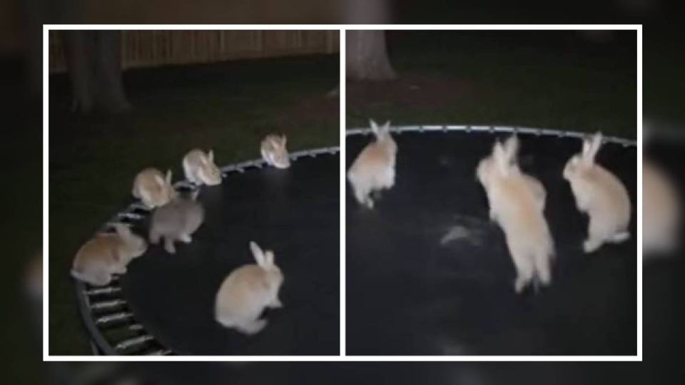 El video de los conejos tiene más de 240 millones de reproducciones en TikTok, pero es falso