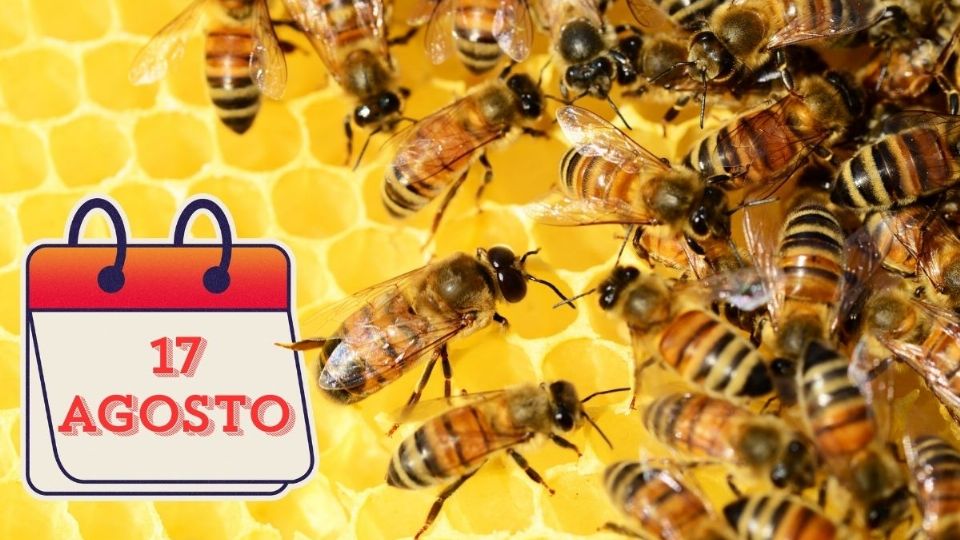 Día Nacional de las Abejas: ¿por qué se celebra el 17 de agosto?