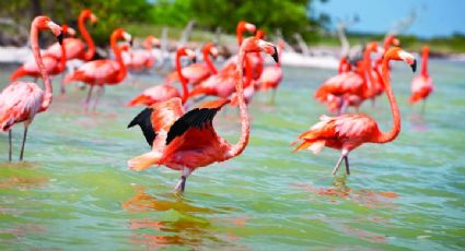 El saldo del verano en Yucatán: 4 flamencos rosas atropellados por vacacionistas